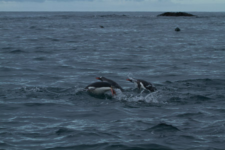 AntL_2012-2363