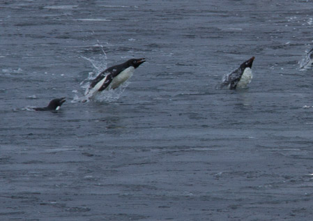 AntL_2012-5278